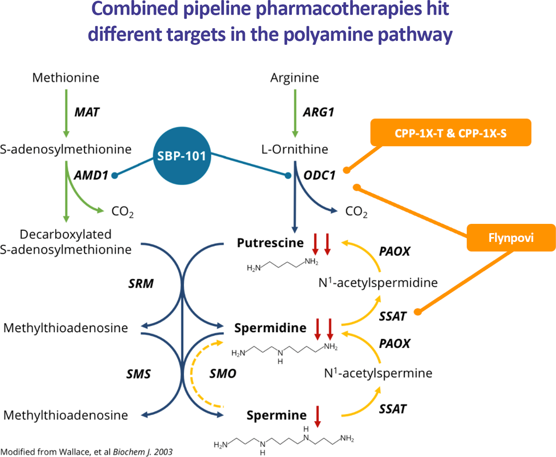 diagram: Combined pipeline pharmacotherapies hit different targets in the polyamine pathway